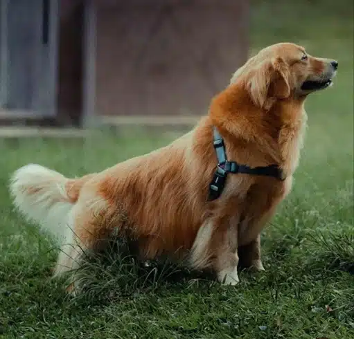 image golden retriever sitting on grass looking to the right for Scoop Masters pet waste removal