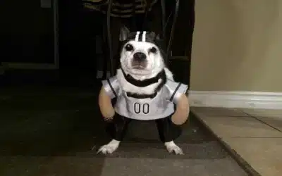 Halloween and Dogs: What’s Fun, What’s Safe, and What to Avoid