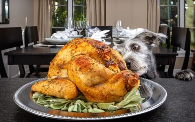 Can Dogs Eat Turkey?