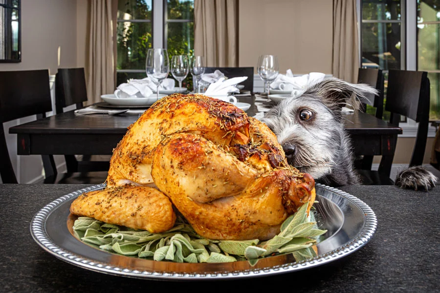 Image of dog staring at thanksgiving turkey on table. scoop masters pet waste removal palm beach Florida