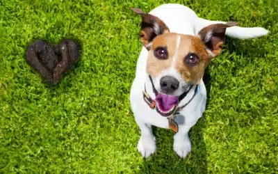 Why Picking Up Dog Poop Matters
