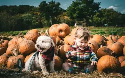 Creating a Cleaner Backyard for Dogs, Babies, and Outdoor Playtime