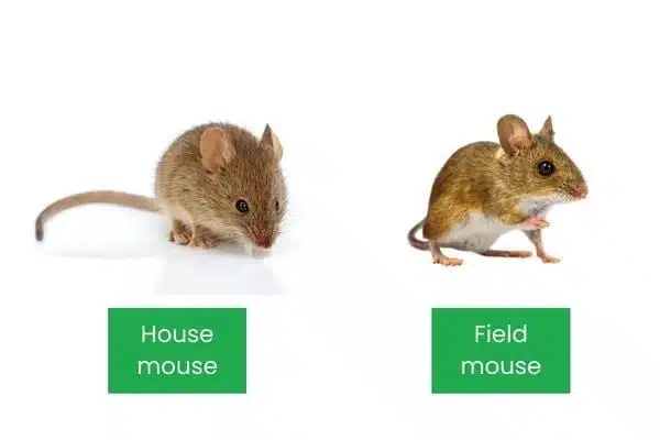Will Dog Poop Attract Mice? (And How to Keep Them Out of Your Yard)