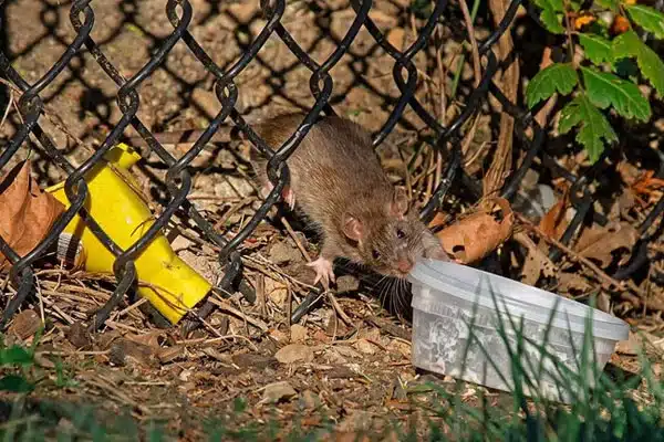 Rat foraging for food from trash on a lawn for Scoop Masters Dog Waste Pick Up service.