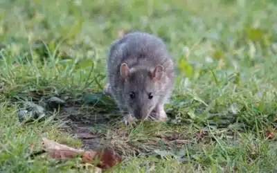 Will Rats Eat Dog Poop? (And What That Means for Your Yard)