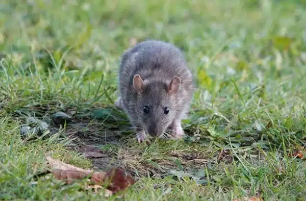 Will Rats Eat Dog Poop? (And What That Means for Your Yard)