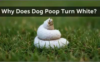 Why Does Dog Poop Turn White?