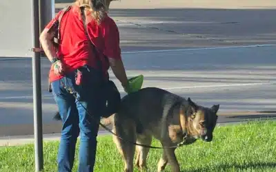 What Happens If You Don’t Pick Up Dog Poop?