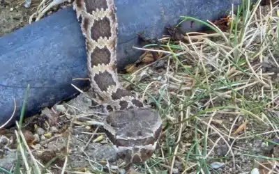 Summertime Threats to Dogs