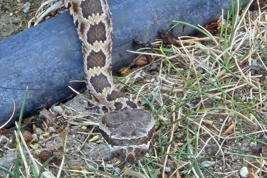 Summertime Threats to Dogs