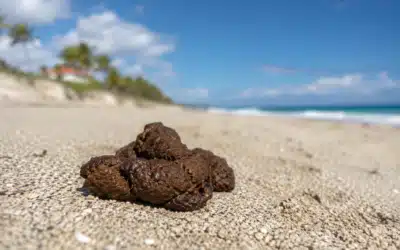 Dog Poop Removal Service Near Me in Palm Beach – What Local Pet Owners Should Know