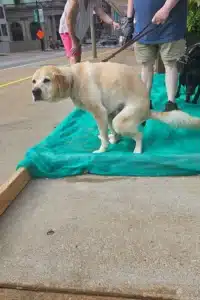 Image of guide dog relief area built by scoop masters pet waste removal service
